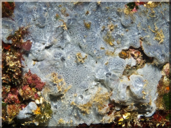 Blauer Krustenschwamm (Phorbas tenacior); Brennweite 50,0 mm; Blende 16,0; Belichtungszeit 1/100; ISO 100; Bildnummer 20110925_0946A1257167 Blauer Krustenschwamm (Phorbas tenacior); Brennweite 50,0 mm; Blende 16,0; Belichtungszeit 1/100; ISO 100; Bildnummer 20110925_0946A1257167