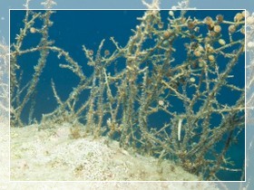 Beerentang (Sargassum linifolium) Bildnummer 20090919_0952A1190285