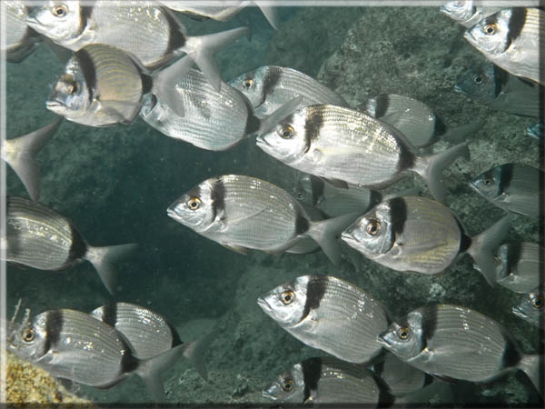 Zweibindenbrasse (Diplodus vulgaris); Brennweite 50 mm; Blende 10,0; Belichtungszeit 1/100; ISO 100; Bildnummer 20100919_965A1193937