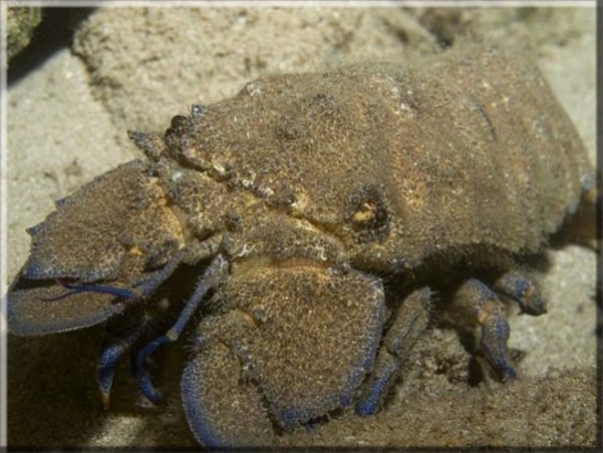 Großer Bärenkrebs (Scyllarides latus); Brennweite 50 mm; Blende 8,0; Belichtungszeit 1/100; ISO 100; Bildnummer 20090989A1190341