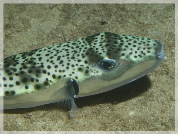 Kugelfisch (Lagocephalus sceleratus) Bildnummer 20090919_0997A1190349