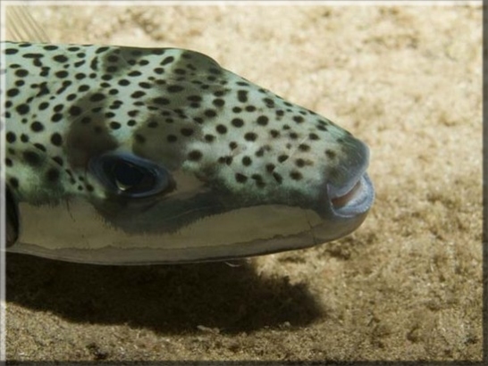 Hasenkopf-Kugelfisch (Lagocephalus sceleratus); Brennweite 50 mm; Blende 8,0; Belichtungszeit 1/100; ISO100; Bildnummer 20090999A1190351