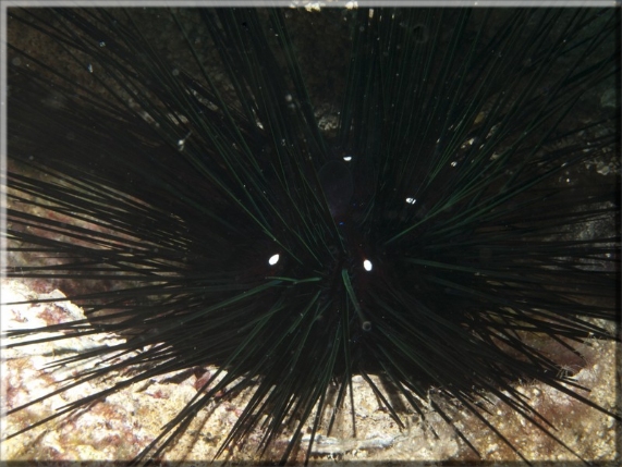 Gemeiner Diademseeigel (Diadema setosum); Brennweite 50 mm; Blende 18,0; Belichtungszeit 1/100; ISO 250; Bildnummer 20110925_1022A1257281 Gemeiner Diademseeigel (Diadema setosum); Brennweite 50 mm; Blende 18,0; Belichtungszeit 1/100; ISO 250; Bildnummer 20110925_1022A1257281