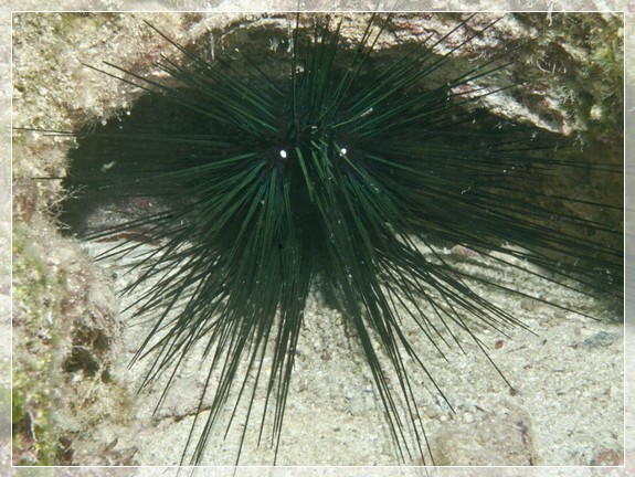 Gemeiner Diademseeigel (Diadema setosum) Bildnummer 20110925_1024A1257285