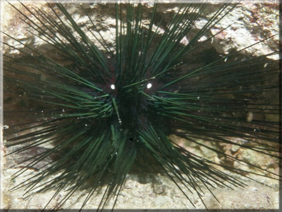 Gemeiner Diademseeigel (Diadema setosum); Brennweite 50 mm; Blende 18,0; Belichtungszeit 1/100; ISO 400; Bildnummer 20110925_1025A1257286 Gemeiner Diademseeigel (Diadema setosum); Brennweite 50 mm; Blende 18,0; Belichtungszeit 1/100; ISO 400; Bildnummer 20110925_1025A1257286