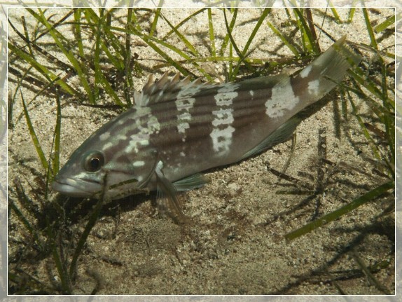 Weißer Zackenbarsch (Epinephelus aeneus) Bildnummer 20110926_1106A1267415; Brennweite 50,0 mm; Blende 18,0; Belichtungszeit 1/100; ISO 100