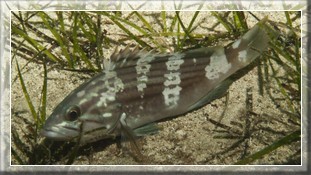 Weißer Zackenbarsch (Epinephelus aeneus)