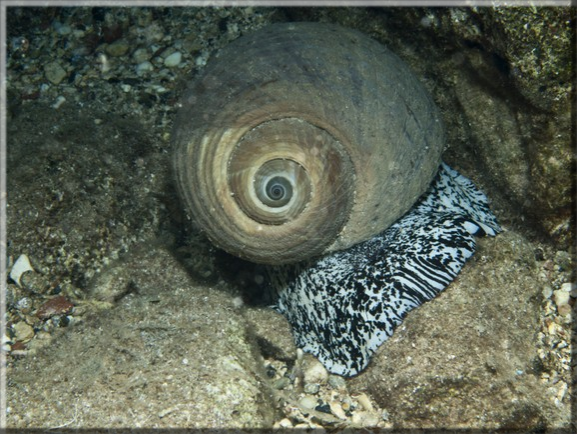 Tonnenschnecke (Tonna Galea); Brennweite 50 mm; Blende 18,0; Belichtungszeit 1/100; ISO100; Bildnummer 20110926_1121A1267439