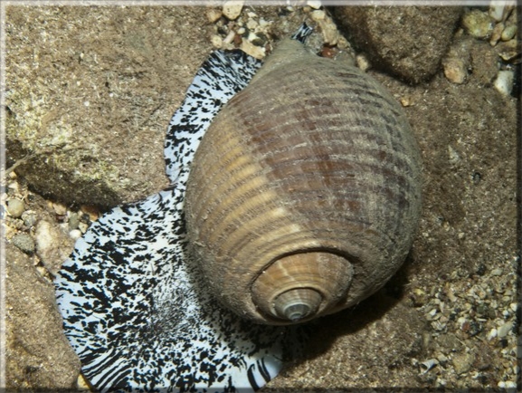 Tonnenschnecke (Tonna Galea); Brennweite 50 mm; Blende 18,0; Belichtungszeit 1/100; ISO100; Bildnummer 20110926_1126A1267444