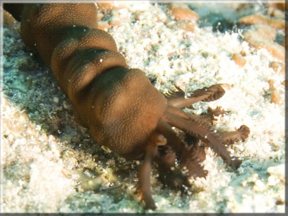 Kefersteins Wurm-Seegurke (Polyplectana keferstein); Brennweite 50,0 mm; Blende 9,0; Belichtungszeit 1/100; ISO 100; Bildnummer 20090921_1129A1210499 Kefersteins Wurm-Seegurke (Polyplectana keferstein); Brennweite 50,0 mm; Blende 9,0; Belichtungszeit 1/100; ISO 100; Bildnummer 20090921_1129A1210499
