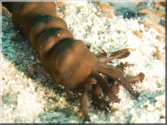 Kefersteins Wurm-Seegurke (Polyplectana keferstein); Brennweite 50,0 mm; Blende 9,0; Belichtungszeit 1/100; ISO 100; Bildnummer 20090921_1129A1210499