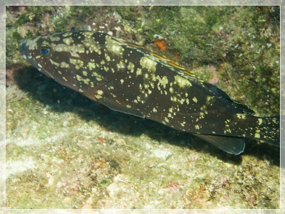 Brauner Zackenbarsch (Epinephelus marginatus) Bildnummer 20090921_1142A1210530