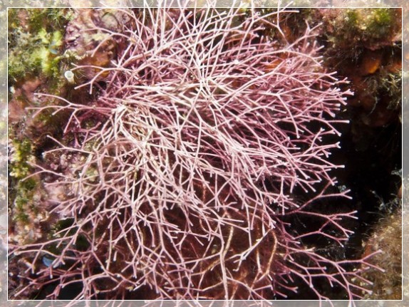 Feines Korallenmoos (Jania rubens) Bildnummer 20100922_1147A1224080