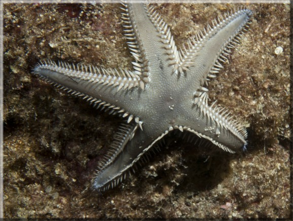 Kammseestern (Astropecten platyacanthus) ; Brennweite 50 mm; Blende 18,0; Belichtungszeit 1/100; ISO100; Bildnummer 20110929_1147A1297468 Kammseestern (Astropecten platyacanthus) ; Brennweite 50 mm; Blende 18,0; Belichtungszeit 1/100; ISO100; Bildnummer 20110929_1147A1297468