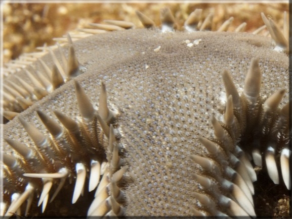 Kammseestern (Astropecten platyacanthus); Brennweite 50 mm; Blende 18,0; Belichtungszeit 1/100; ISO100; Bildnummer 20110929_1150A1297470 Kammseestern (Astropecten platyacanthus); Brennweite 50 mm; Blende 18,0; Belichtungszeit 1/100; ISO100; Bildnummer 20110929_1150A1297470