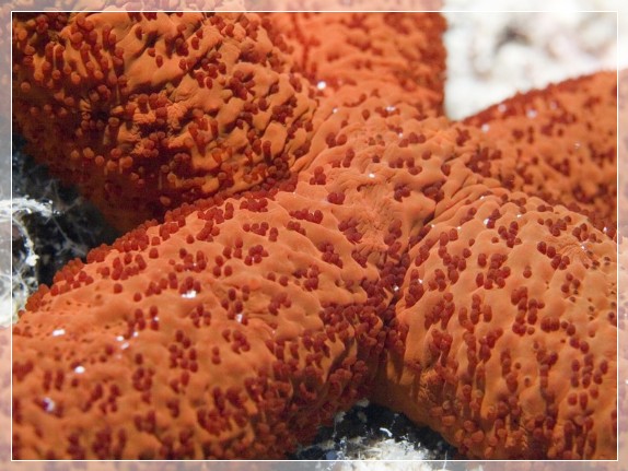 Roter Seestern (Echinaster sepositus) Bildnummer 20090921_1164A1210554