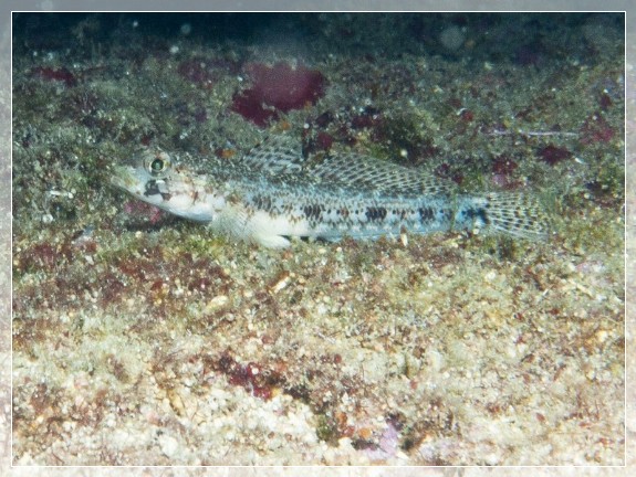 Schlank-Grundel (Gobius genioporus) Bildnummer 20100922_1179A1224115