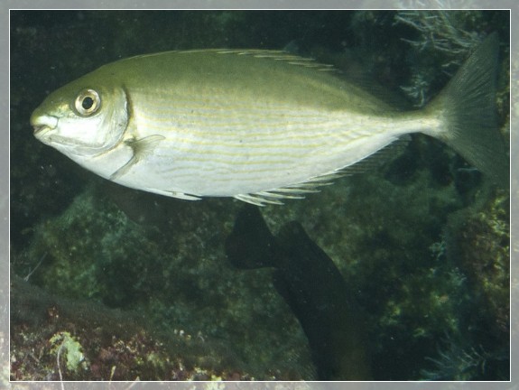  Rotmeer Kaninchenfisch (Siganus rivulatus) Bildnummer 20110929_1188A1297517