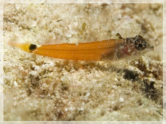 Zwerg-Spitzkopfschleimfisch (Tripterygion melanurus) Bildnummer 20090922_1216A1220634