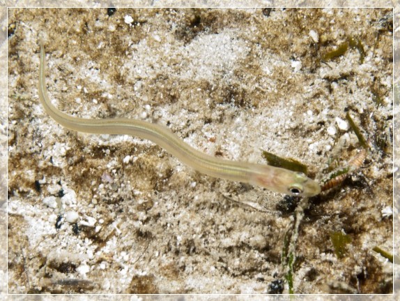 Goldener Balearen-Meeraal (Ariosoma balearicum) Bildnummer 20100923_1231A1234196