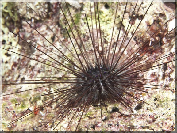 Mittelmeer Diademseeigel (Centrostephanus longispinus); Brennweite 50 mm; Blende 10,0; Belichtungszeit 1/100; ISO 100; Bildnummer 20100923_1247A1234219 Mittelmeer Diademseeigel (Centrostephanus longispinus); Brennweite 50 mm; Blende 10,0; Belichtungszeit 1/100; ISO 100; Bildnummer 20100923_1247A1234219