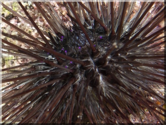 Mittelmeer Diademseeigel (Centrostephanus longispinus); Brennweite 50 mm; Blende 10,0; Belichtungszeit 1/100; ISO 100; Bildnummer 20100923_1248A1234220_1 Mittelmeer Diademseeigel (Centrostephanus longispinus); Brennweite 50 mm; Blende 10,0; Belichtungszeit 1/100; ISO 100; Bildnummer 20100923_1248A1234220_1