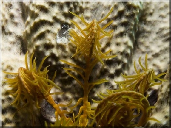 Gelbe Mittelmeer-Haarstern (Antedon mediterranea); Brennweite 50,0 mm; Blende 9,0; Belichtungszeit 1/160; ISO 100; Bildnummer 20091269A1220699