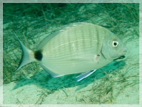 Große Geißbrasse (Diplodus sargus sargus) Bildnummer 20090922_1276A1220717