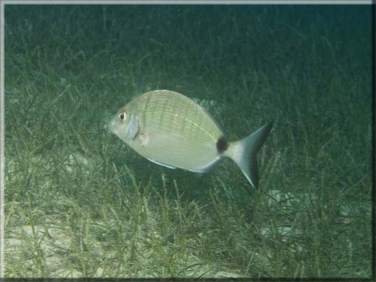 Große Geißbrasse (Diplodus sargus sargus); Brennweite 50 mm; Blende 9,0; Belichtungszeit 1/100; ISO 125; Bildnummer 20090922_1277A1220718