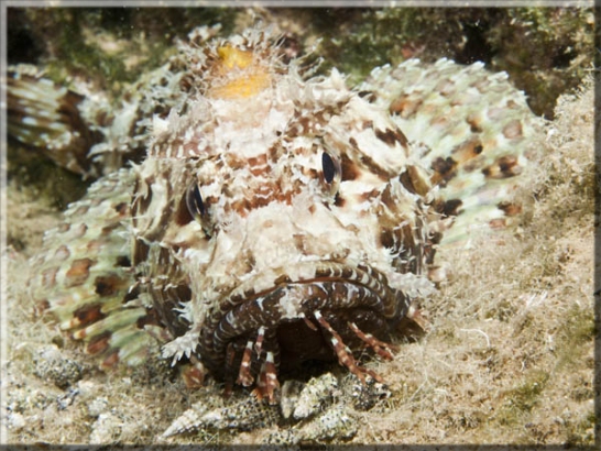 Großer  Drachenkopf (Scorpaena scrofa); Brennweite 50 mm; Blende 16,0; Belichtungszeit 1/100; ISO 100; Bildnummer 20100923_1287A1234260