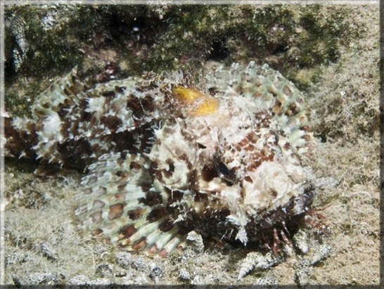 Großer Drachenkopf (Scorpaena scrofa); Brennweite 50 mm; Blende 16,0; Belichtungszeit 1/100; ISO 100; Bildnummer 20100923_1292A1234264