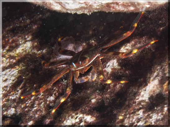 Flachkrabbe (Percnon gibbesi); Brennweite 50 mm; Blende 9,0; Belichtungszeit 1/100; ISO 100; Bildnummer 20100924A1244311