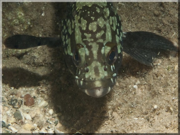 Brauner Zackenbarsch (Epinephelus marginatus); Brennweite 50,0 mm; Blende 20,0; Belichtungszeit 1/100; ISO 125 Bildnummer 20111004_1347A1047774