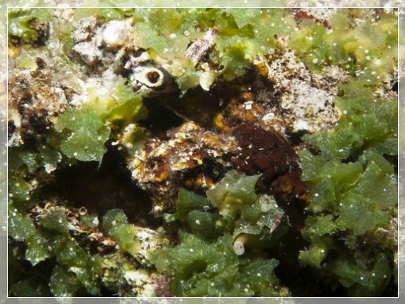 Blattförmige Grünalge (Anadyomene stellata) Bildnummer 20111005_1365A1057796