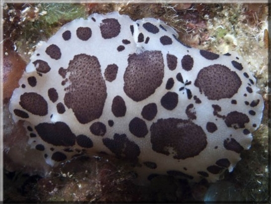 Leopardenschnecke (Peltodoris atromaculata) Bildnummer 20100925A1254472