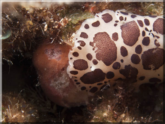 Leopardenschnecke (Peltodoris atromaculata) Bildnummer 20100925A1254475