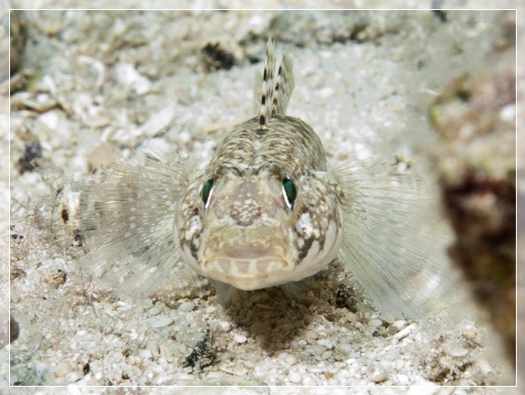 Schlank-Grundel (Gobius genioporus) Bildnummer 201009261493A1264542_1