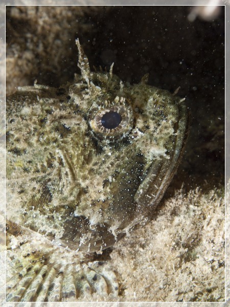 Brauner Drachenkopf (Scorpaena porcus), Bildnummer 20100926_1501A1264557