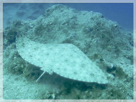 Geflügelter Falterrochen (Gymnura altavela) Bildnummer: 2017_15