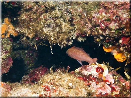 Roter Fahnenbarsch (Anthias anthias) oder Mittelmeer-Fahnenbarsch Brennweite 50 mm; Blende 11,0; Belichtungszeit 1/100; ISO100; Bildnummer 20100928A1284580