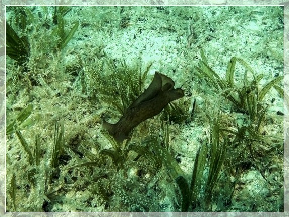 Brauner Seehase (Aplysia fasciata) Bildnummer 2017_17_3x4