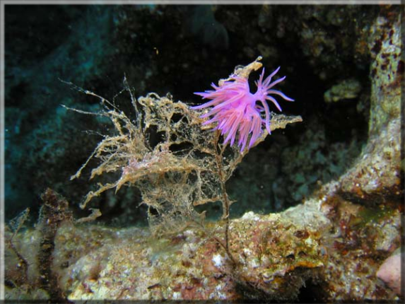 Violette Flabellina (Flabellina affinis); Bildnummer: 2002.09.16_25