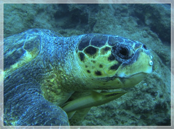 Unechte Karettschildkröte (Caretta caretta) Bildnummer 20060924_0015