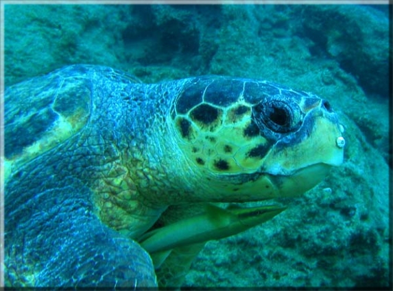 Karettschildkröte (Caretta caretta); Brennweite 7,5 mm; Blende 5,0; Belichtungszeit 1/80; ISO 100; Bildnummer 2006.09.24_15