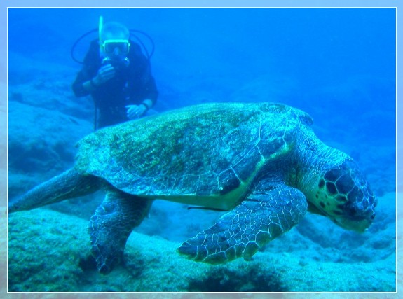 Unechte Karettschildkröte (Caretta caretta) Bildnummer 20060924_0017