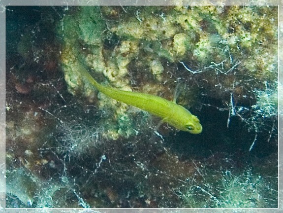 Goldgrundel (Gobius auratus) Bildnummer 20070828_0070A1282071