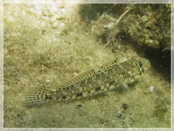 Schlank-Grundel (Gobius genioporus) Bildnummer 20070830_0147A1302262_1