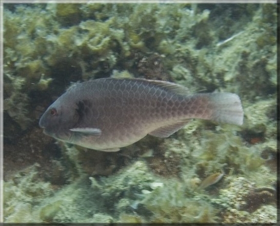 Seepapagei (Sparisoma cretense); Brennweite 28 mm; Blende 5,6; Belichtungszeit 1/50; ISO 200; Bildnummer 20070901_0244