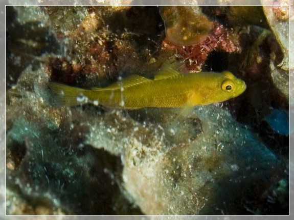 Goldgrundel (Gobius auratus) Bildnummer 20070902_0260A1022427_1