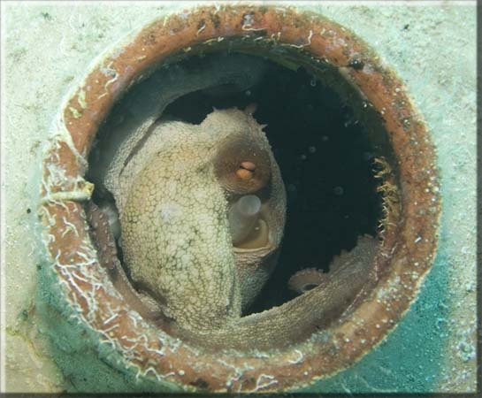 Gewöhnlicher Krake (Octopus vulgaris); Brennweite 45,0 mm; Blende 5,6; Belichtungszeit 1/80; ISO100; Bildnummer 20070295A1022492